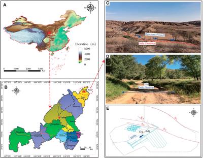 Prediction and Treatment of Water Leakage Risk Caused by the Dynamic Evolution of Ground Fissures in Gully Terrain